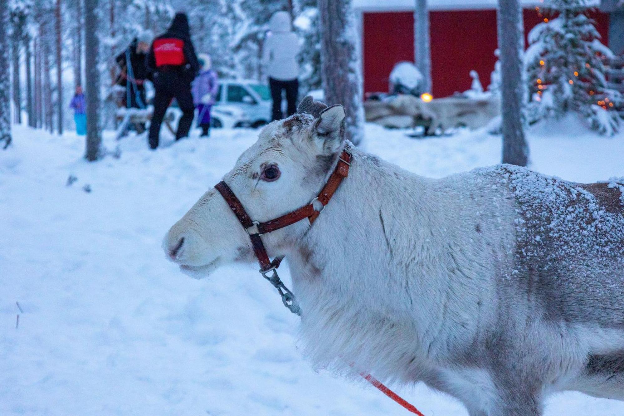 Skyfire Village Igloos Rovaniemi Esterno foto